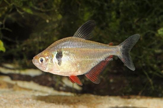 Picture of TETRA: BLACK PHANTOM (IMPORT) *ON SPECIAL*