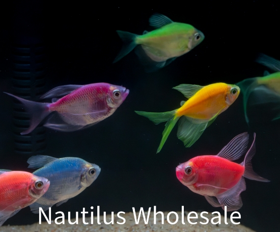 Picture of GLOFISH® TETRA ASSORTED LONGFIN