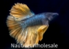 Picture of BETTA: MUSTARD GAS HALFMOON MALE *ON SPECIAL*