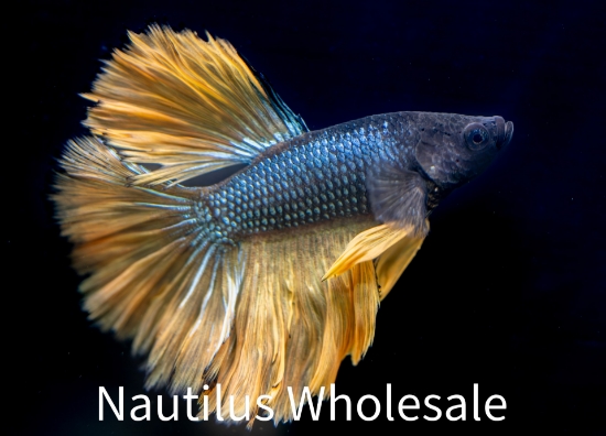 Picture of BETTA: MUSTARD GAS HALFMOON MALE *ON SPECIAL*