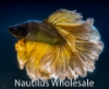 Picture of BETTA: MUSTARD GAS HALFMOON MALE *ON SPECIAL*