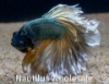 Picture of BETTA: MUSTARD GAS HALFMOON MALE *ON SPECIAL*
