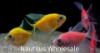 Picture of GLOFISH® TETRA ASSORTED LONGFIN