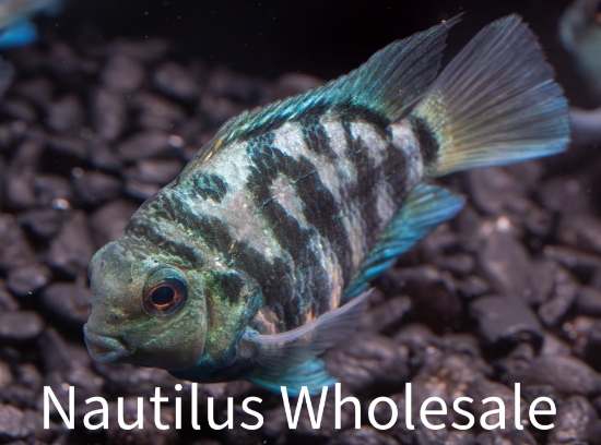 Picture of CICHLID: PARROT BLUE TIGER SM 