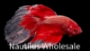 Picture of BETTA: DRAGON SCALE MALE 