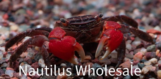 Picture of CRAB: RED