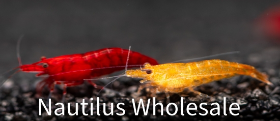 Picture of SHRIMP: ASST DELUXE SHRIMP