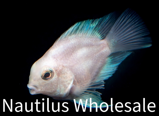 Picture of CICHLID: PARROT PLATINUM