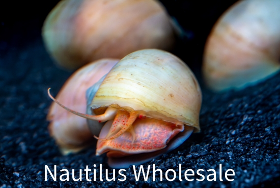 Picture of SNAIL: IVORY (NO AZ, GA, LA)