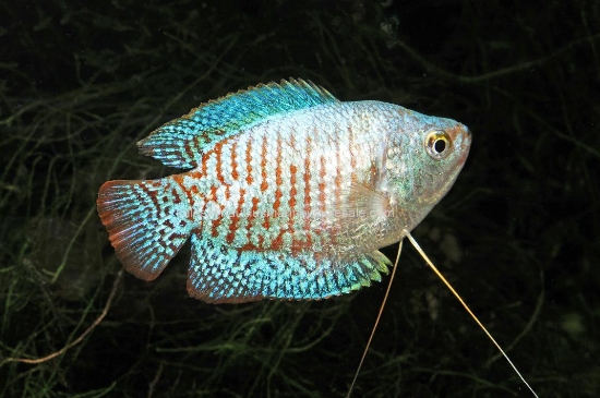 Picture of GOURAMI: NEON RED & BLUE MALE *ON SPECIAL*