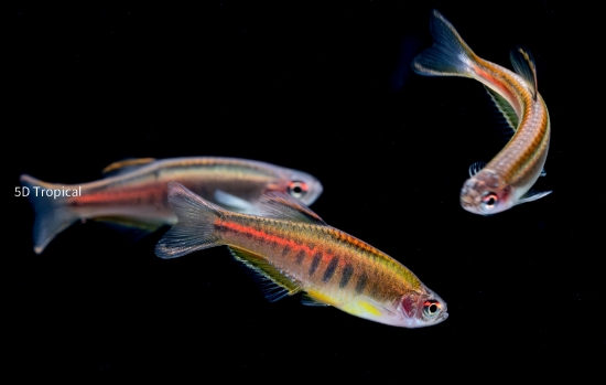 Picture of DANIO: CHOPRAI (GLOLITE) 