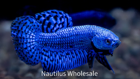 Picture of BETTA: ALIEN MALE 