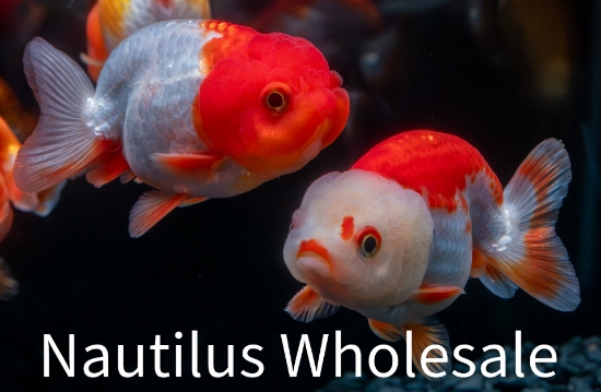 Picture of GOLDFISH: RED/WHITE RANCHU 10-11cm