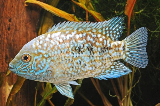 Picture of CICHLID: ESCONDIDO E.B. LG (MOST 3-4") *ON SPECIAL*