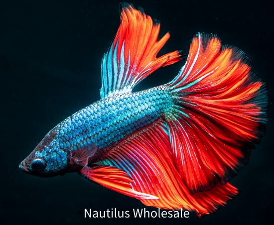 Picture of BETTA: HALFMOON MALE