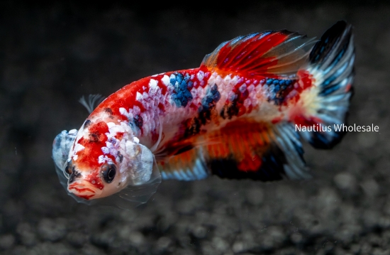 Picture of BETTA: KOI MALE