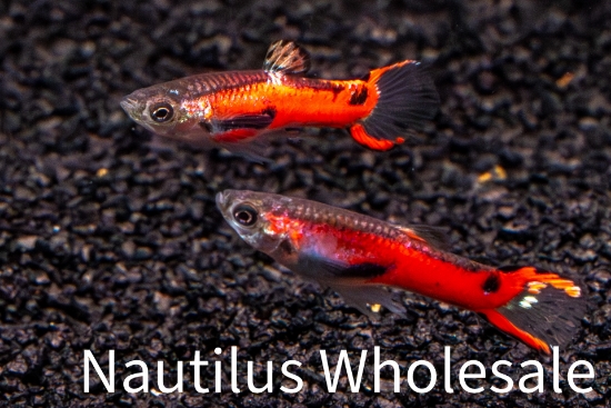 Picture of GUPPY: ENDLER'S RED MALE
