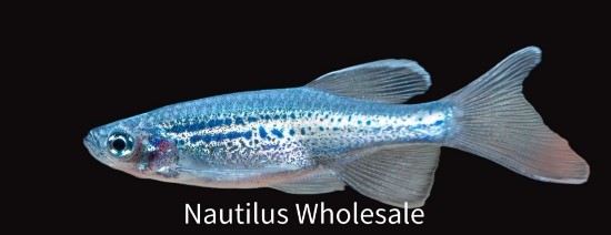 Picture of DANIO: BLUE L/F