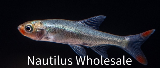 Picture of RASBORA: RUMMYNOSE ASIAN