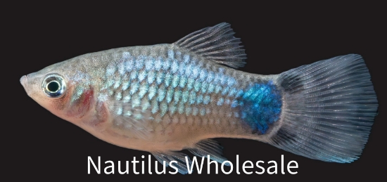 Picture of PLATY: M/M BLUE