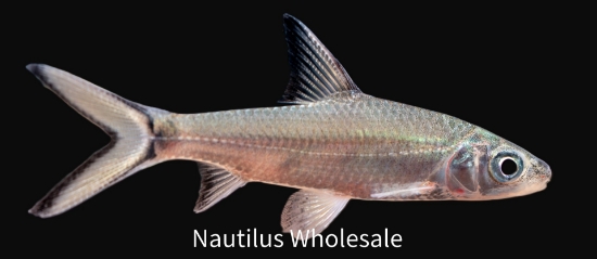 Picture of SHARK: BALA REG