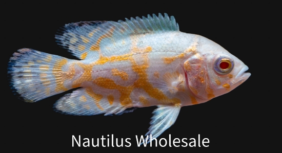 Picture of OSCAR: LEMON REG