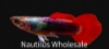 Picture of GUPPY: FLAMINGO MALE