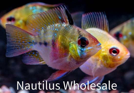 Picture of CICHLID: RAM ASST BALLON