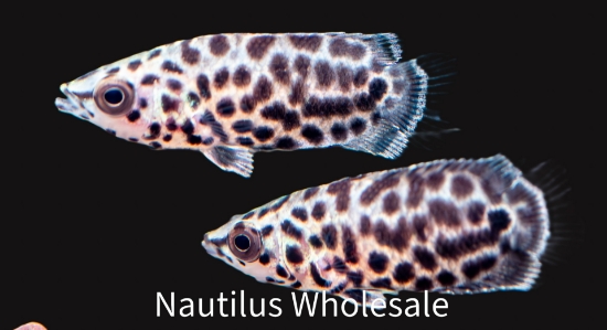 Picture of MISC: CTENOPOMA LEOPARD SM