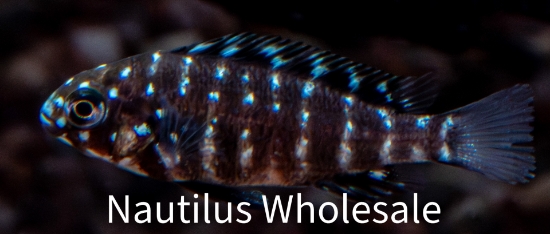 Picture of TANGAN: T. DUBOISI