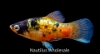 Picture of PLATY: BUMBLE BEE 