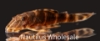 Picture of PLECO: CLOWN