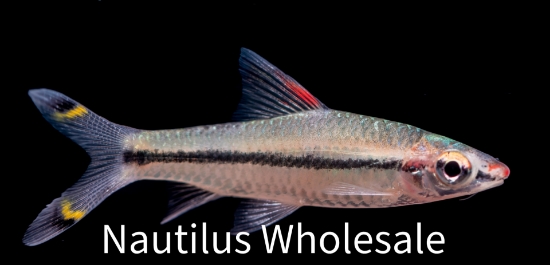 Picture of BARB: ROSELINE SHARK SM (DENISONII) (TR)