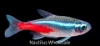 Picture of TETRA: NEON (FL BRED) *EDLP SPECIAL*
