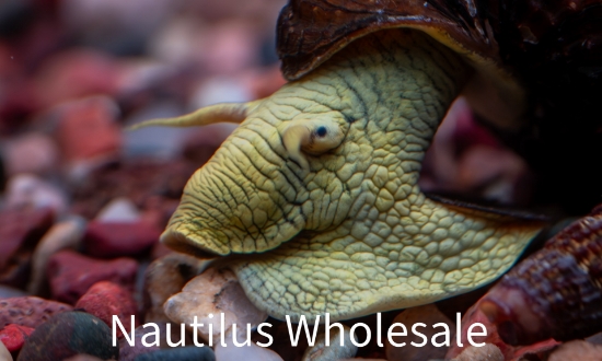 Picture of SNAIL: ASST RABBIT