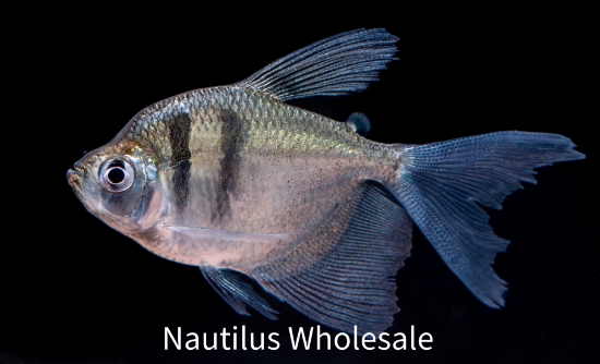 Picture of TETRA: BLACK SKIRT HI-FIN