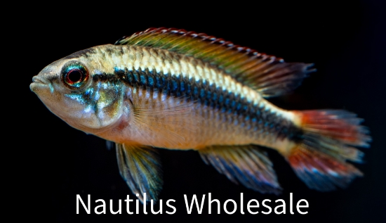 Picture of APISTO: AGASSIZI DOUBLE RED (MIX SEX)