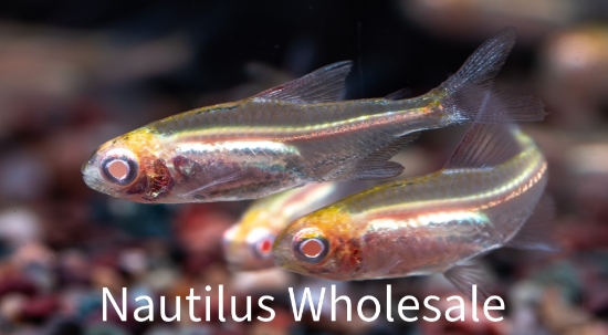 Picture of TETRA: GLOW LIGHT ALBINO