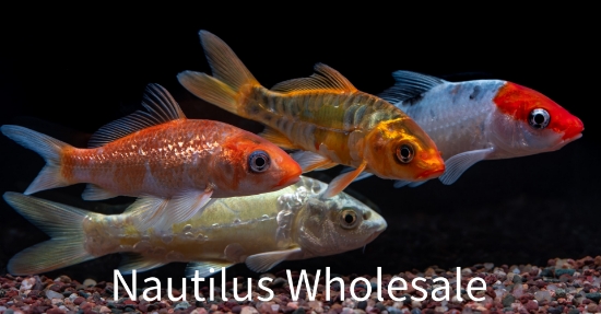 Picture of KOI: BUTTERFLY 3"