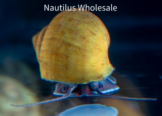Picture of SNAIL: JADE (NO AZ, GA, LA, ME, ID)
