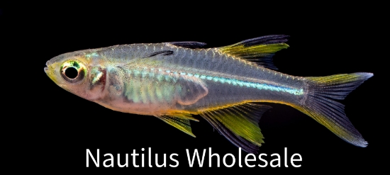 Picture of RAINBOW: CELEBES REG (FL BRED)