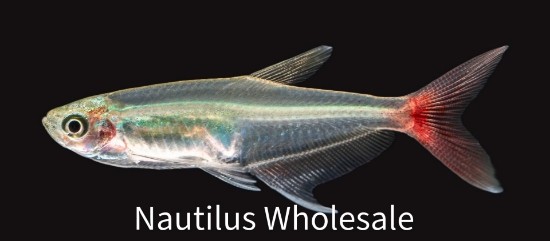 Picture of TETRA: GLASS BLOODFIN