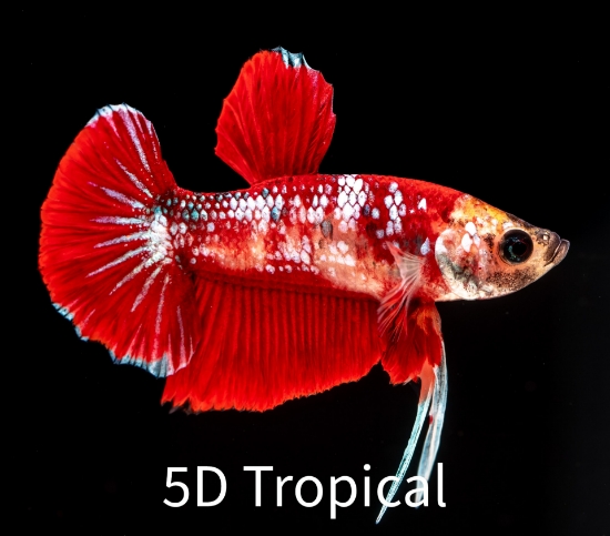 Picture of BETTA: FANCY PLAKAT MALE 