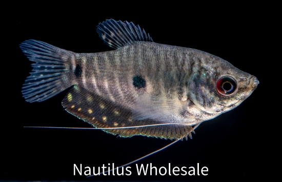 Picture of GOURAMI: LAVENDER