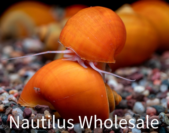 Picture of SNAIL: GOLD (NO AZ, GA, LA, ME)