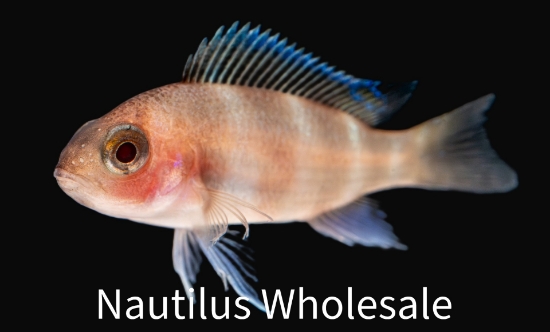 Picture of TANGAN: FRONTOSA RED