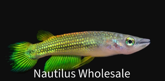 Picture of KILLIE: GOLD