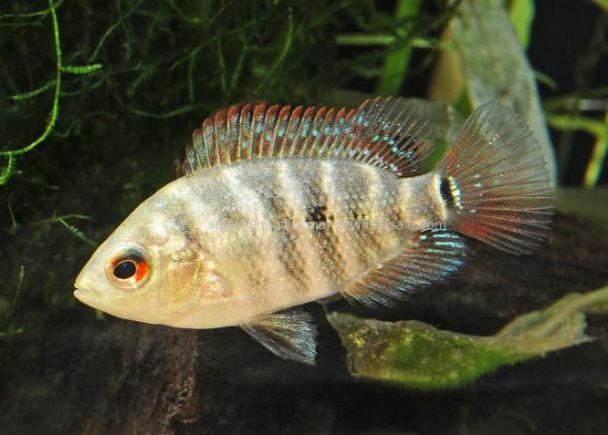 Picture of CICHLID: LYONSI MD *ON SPECIAL*