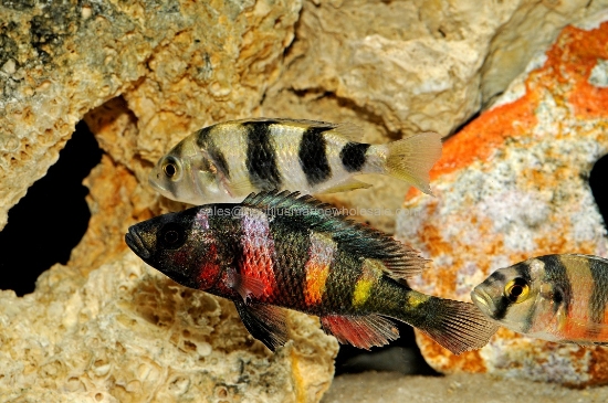 Picture of AFRICAN: HAP ZEBRA OBLIQUEDEN MD (VICTORIAN) *ON SPECIAL*