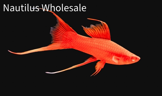 Picture of SWORD: VAMPIRE